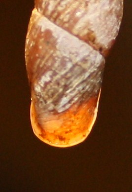 Clausiliidae da id./2